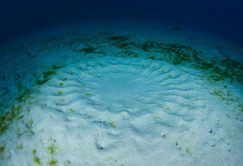 פנסיון Zerogravity Seisui Villa