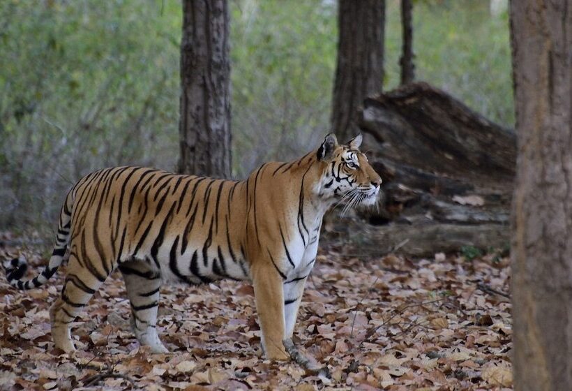 אתר נופש Camp Dev Vilas Kanha