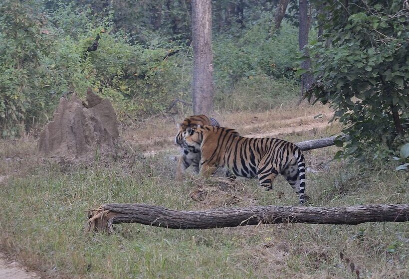 אתר נופש Camp Dev Vilas Kanha