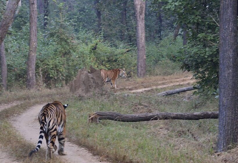 אתר נופש Camp Dev Vilas Kanha