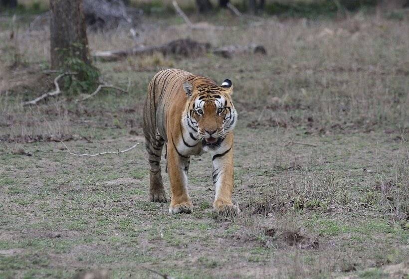 אתר נופש Camp Dev Vilas Kanha
