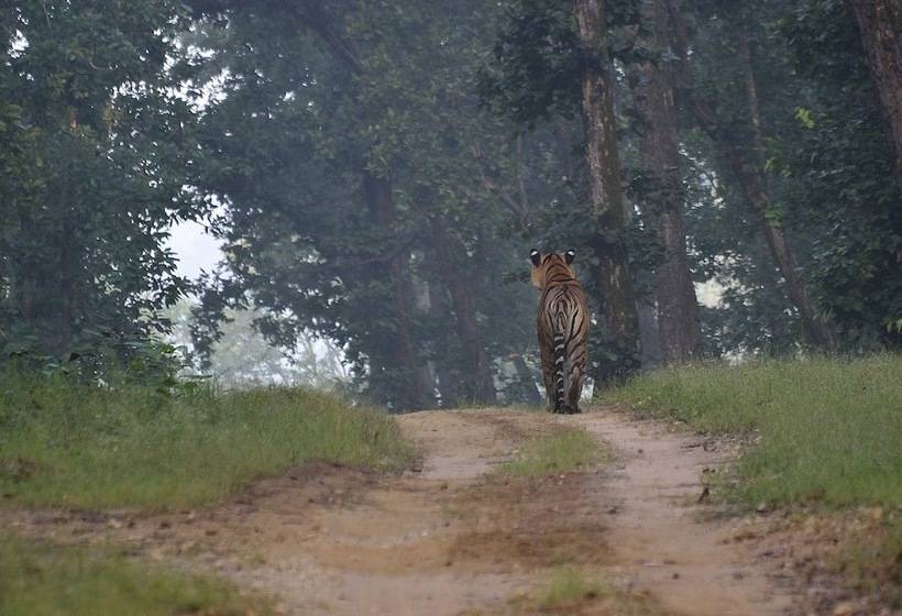 אתר נופש Camp Dev Vilas Kanha