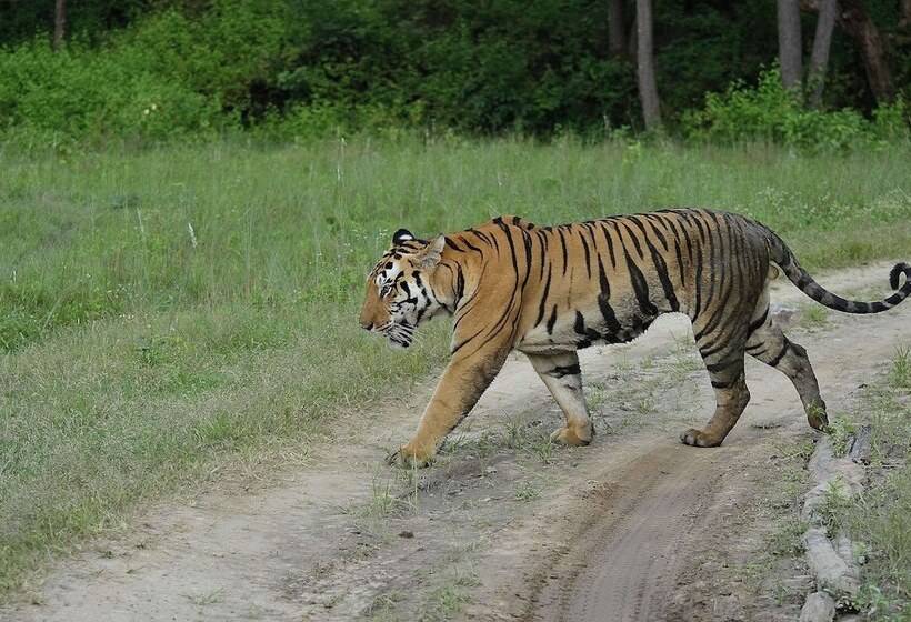 אתר נופש Camp Dev Vilas Kanha