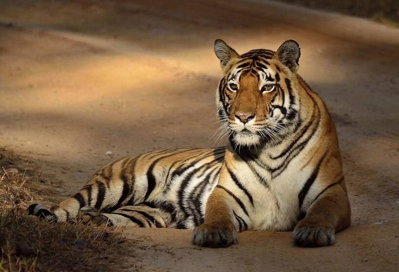 אתר נופש Camp Dev Vilas Kanha