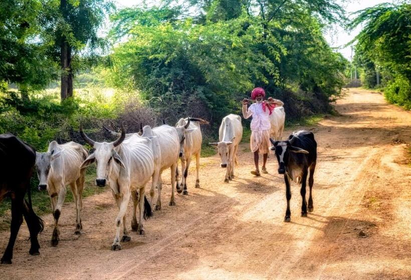 منتجع Varawal Jawai Leopard Safari Camp