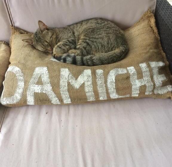 ベッドアンドブレックファースト La Damiche