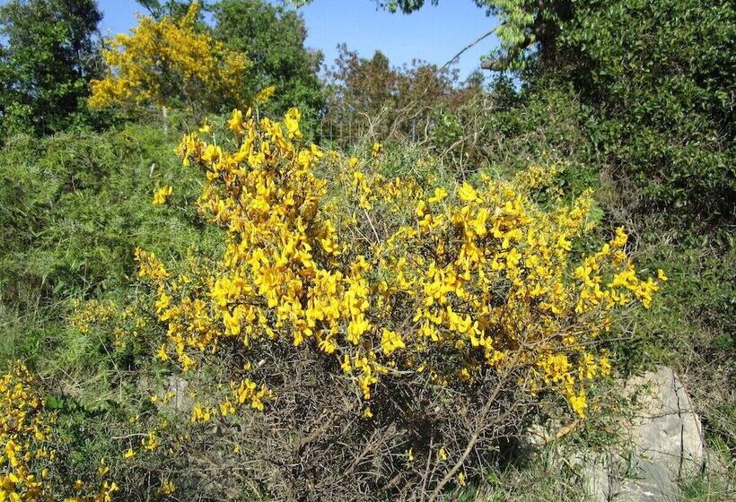 Bed and Breakfast Le Mas De La Draille