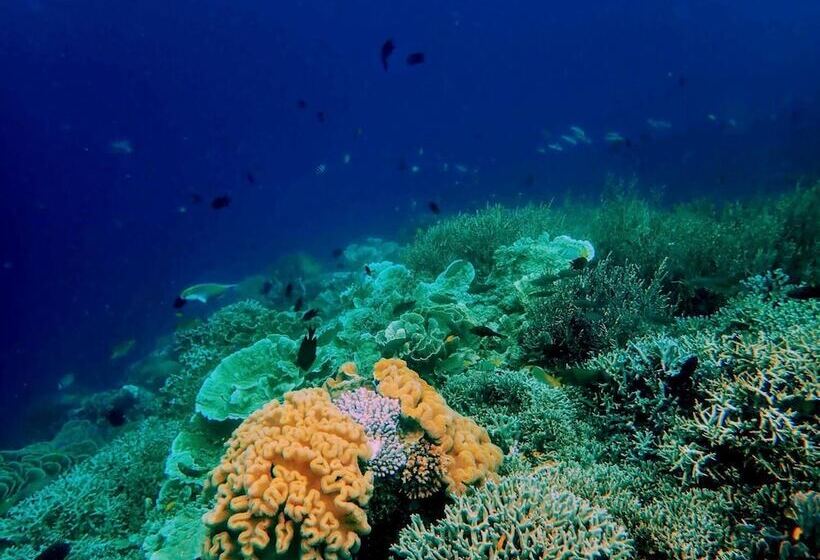 Bed and Breakfast Sea Fans Raja Ampat