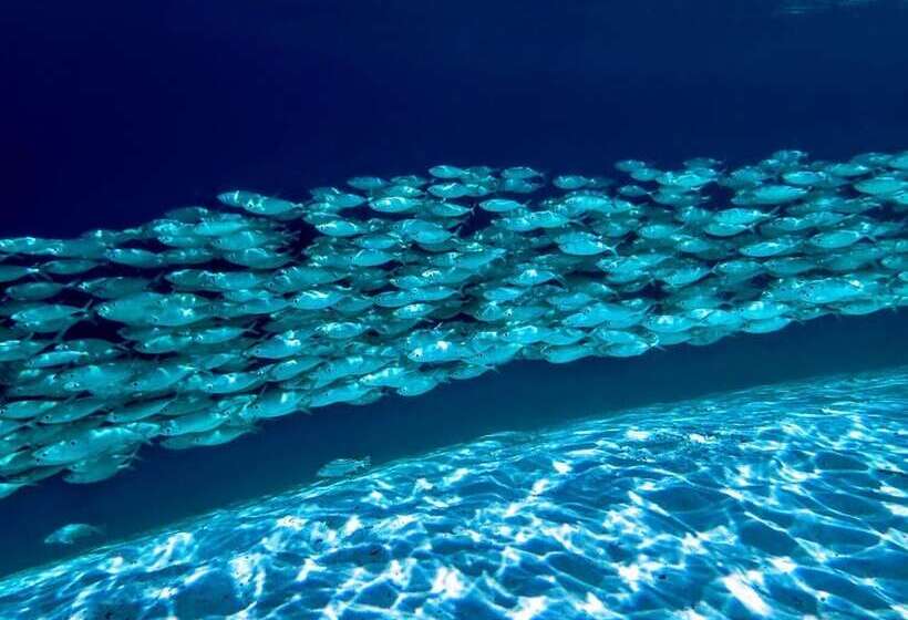 Bed and Breakfast Sea Fans Raja Ampat