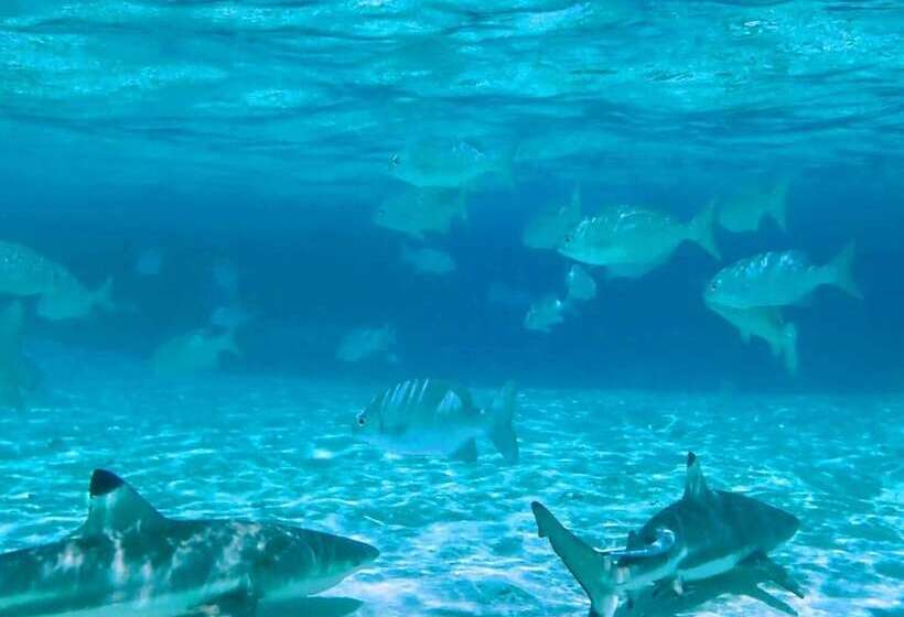 Bed and Breakfast Sea Fans Raja Ampat