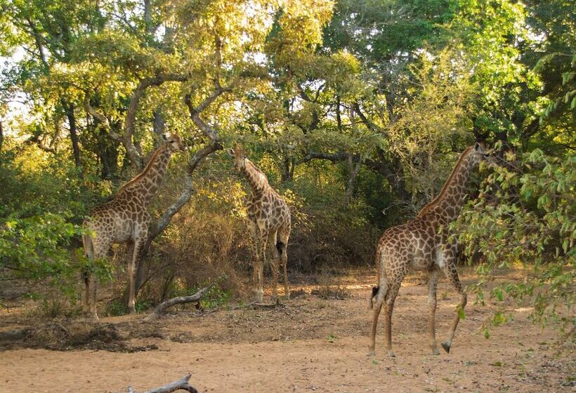 فندق Abelana Safari Camp