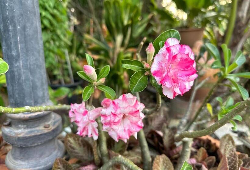 Отель Damnoen Care Resort