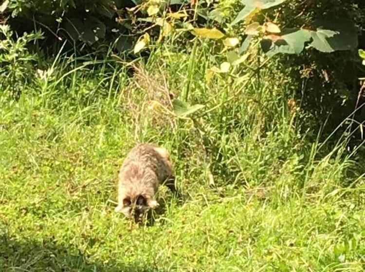 فندق Pension Poka Poka