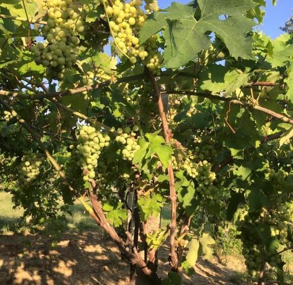 فندق ريفى Azienda Agricola Perconti