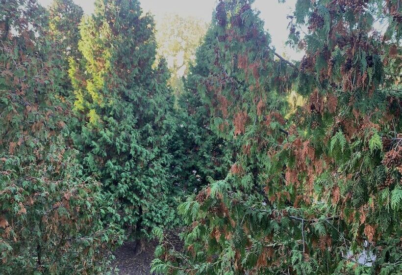 هتل Swedish Village