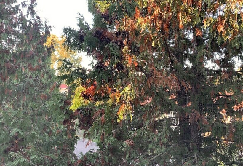 هتل Swedish Village