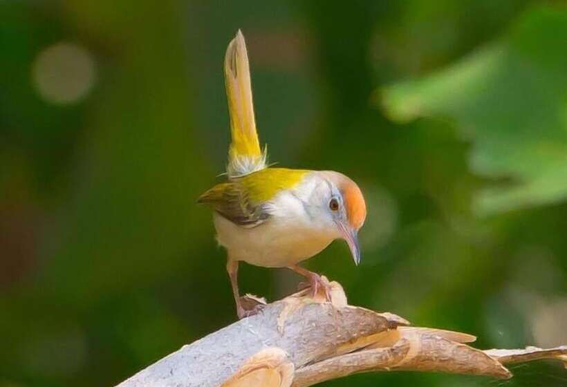 فندق Thour Nature Resorts