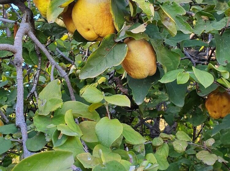 پانسیون Le Verger D'azrou