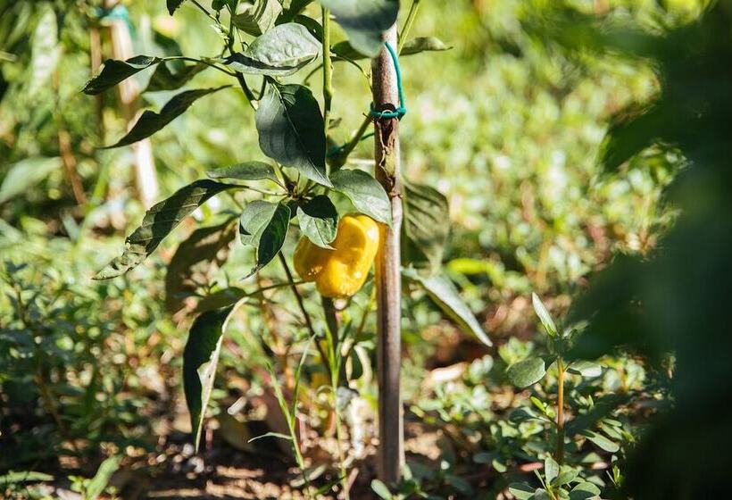 פנסיון Villa De Castelletta