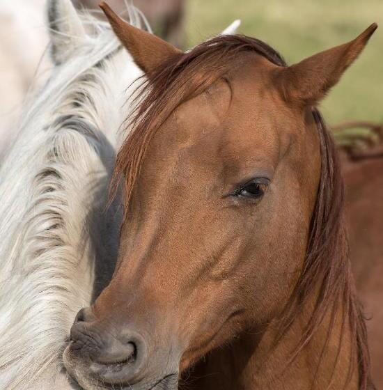 פנסיון Willa Stara Wozownia