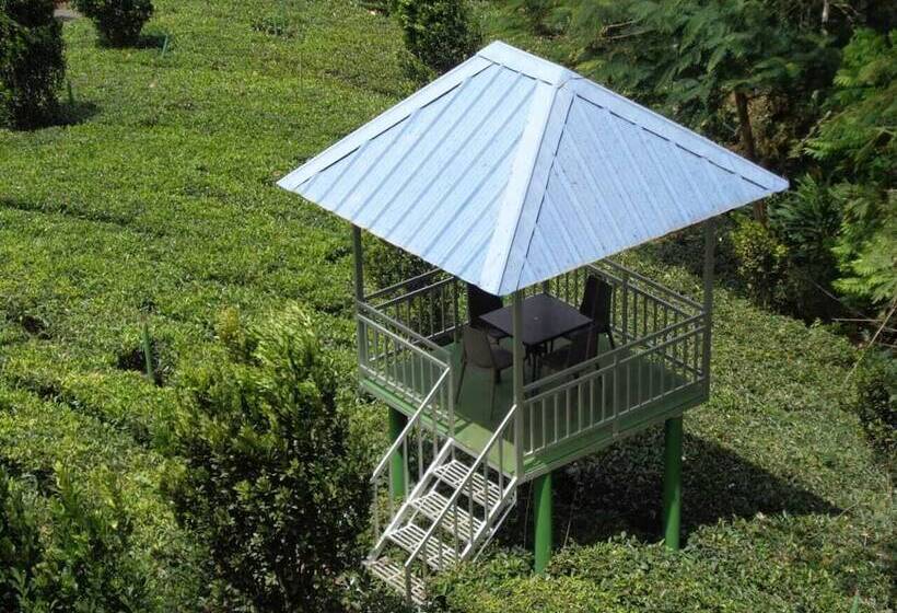 渡假胜地 Camellia And Elettaria