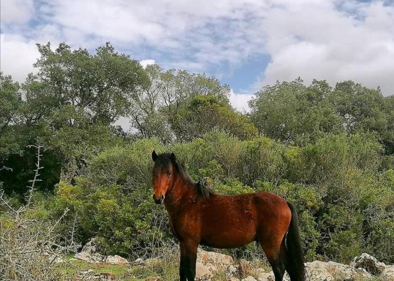 住宿加早餐  Casa Susanna Rural Sardinia
