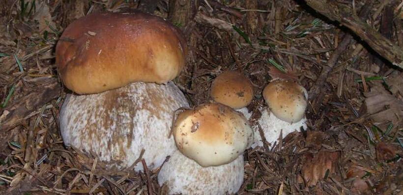 ベッドアンドブレックファースト Chambres Et Table D Hôtes La Combette