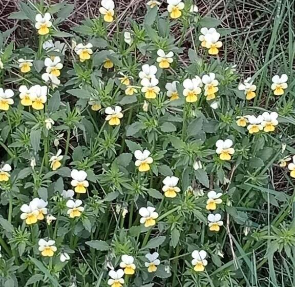 ベッドアンドブレックファースト Chambres Et Table D Hôtes La Combette