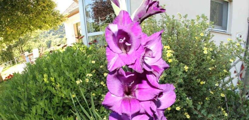 ベッドアンドブレックファースト Chambres Et Table D Hôtes La Combette