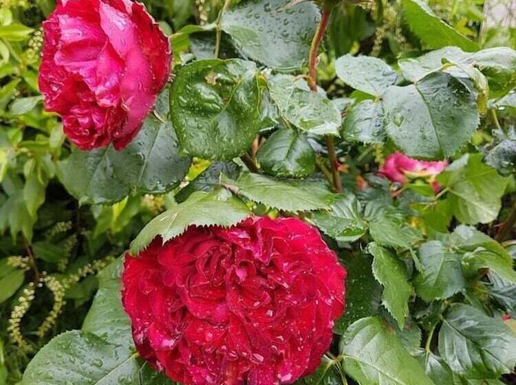 Bed and Breakfast Chateau De L Allee