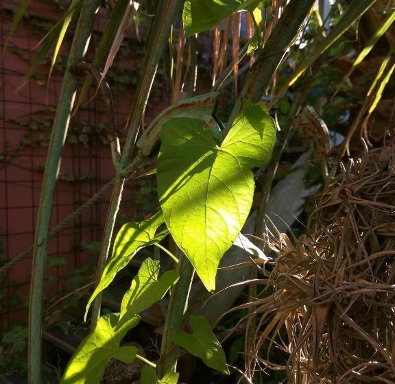 צימר Hôte Antique