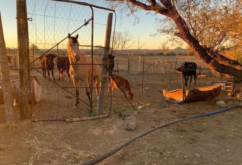 פנסיון Dellville Country House