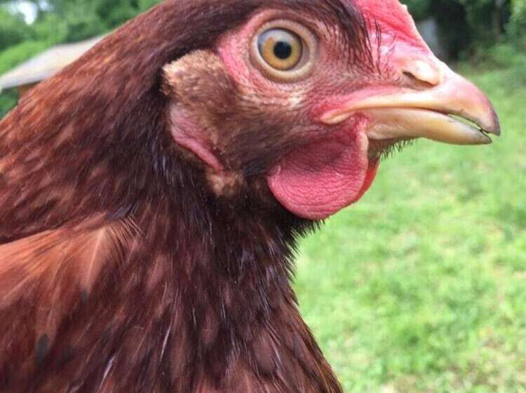 פנסיון Presque Au Chateau