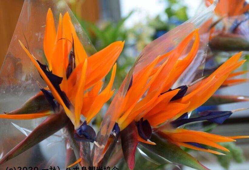 日式旅馆 Kokumin Shukusha Sun Marina