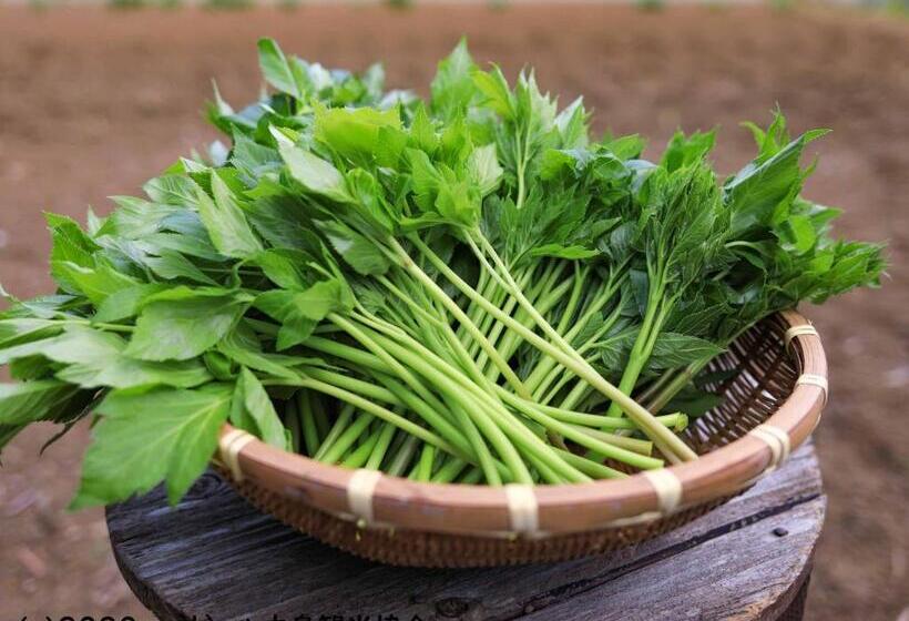 日式旅馆 Kokumin Shukusha Sun Marina