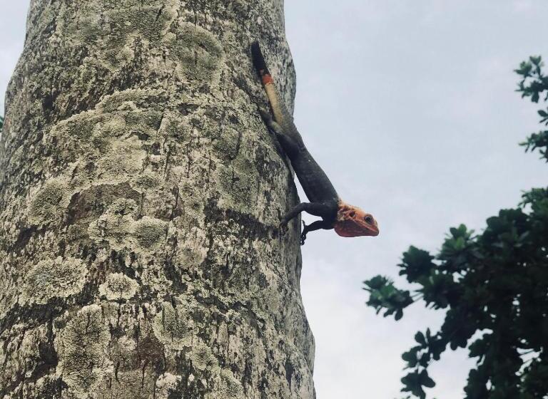 فندق Ankobra Beach Resort