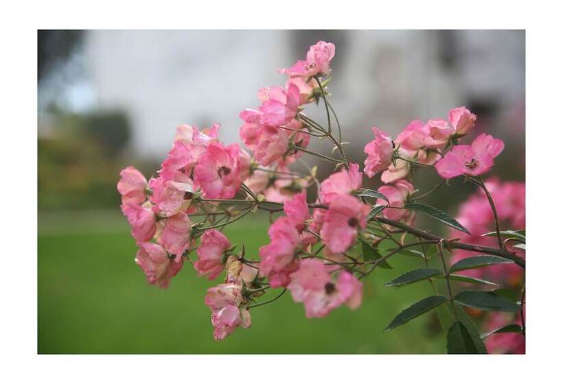 בית מלון כפרי Château D Harcelaines