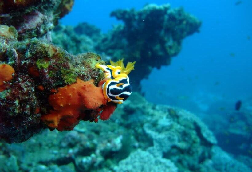 בית מלון כפרי Coral Divers
