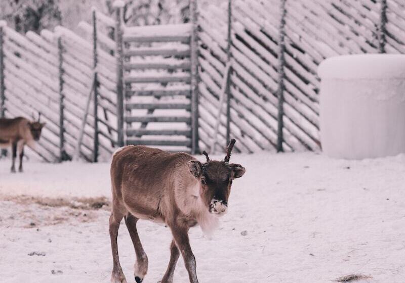Отель Northern Lights Ranch