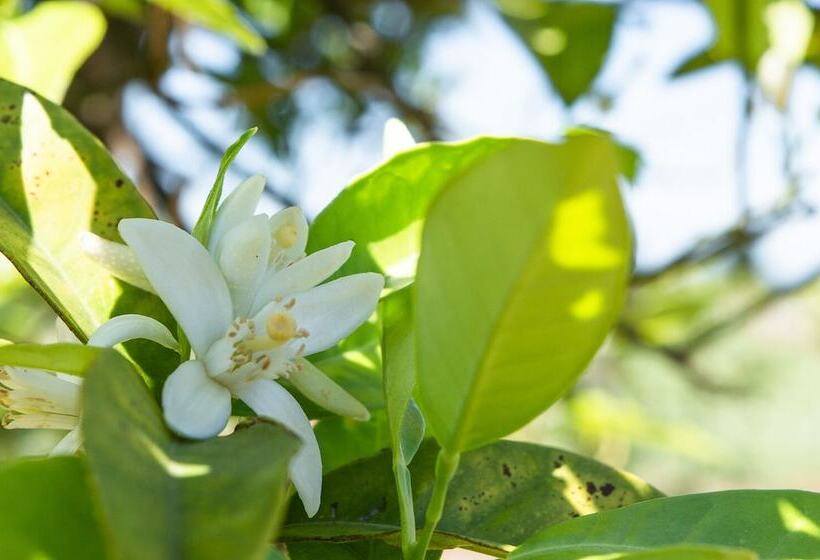 田舎風ホテル Tenuta San Calogero