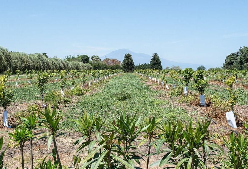 田舎風ホテル Tenuta San Calogero