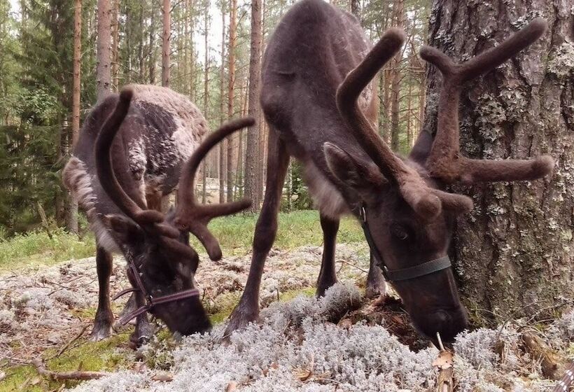 Отель Shishki Na Lampushke   Casa De Campo