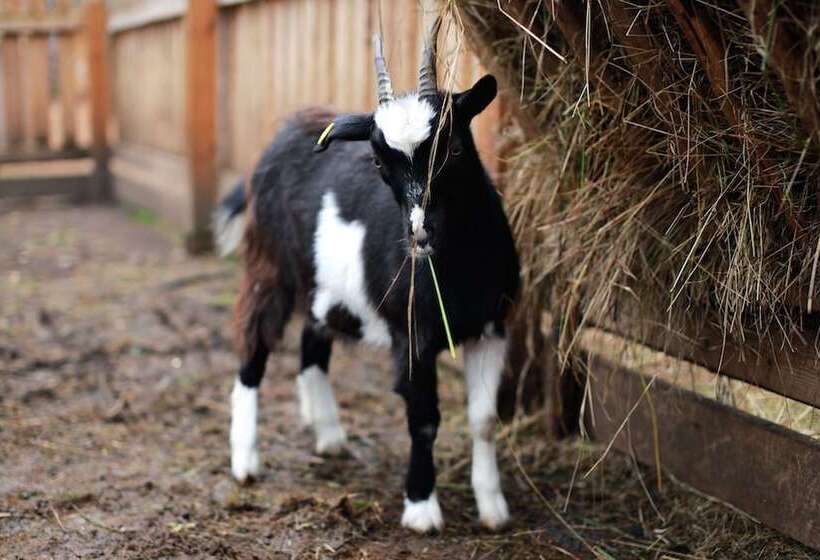 Отель Shishki Na Lampushke   Casa De Campo