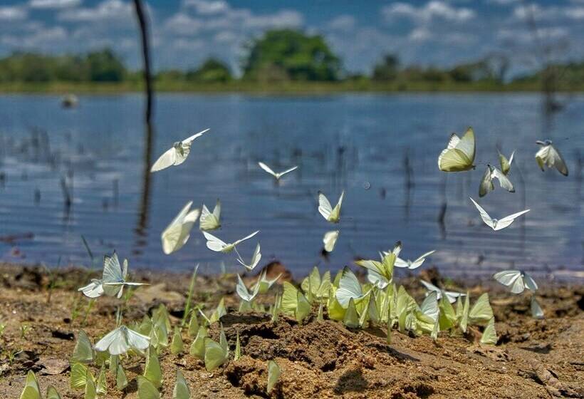 Отель Yuhibuhi Forest Resort