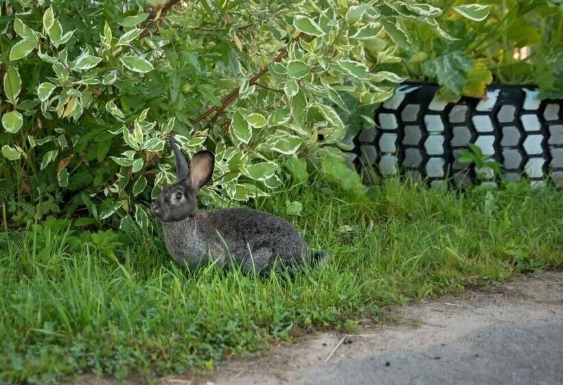 Park Hotel Medvezhya Gora