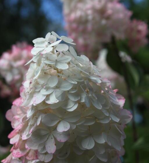 פנסיון Uroczysko