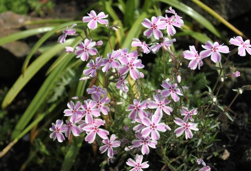 ペンション Uroczysko