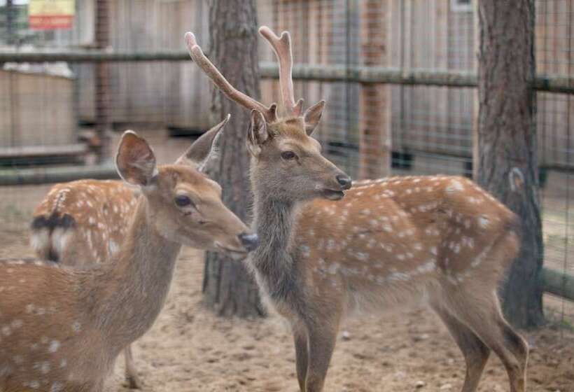 Shishki Na Lampushke   Bavarsky Khutor