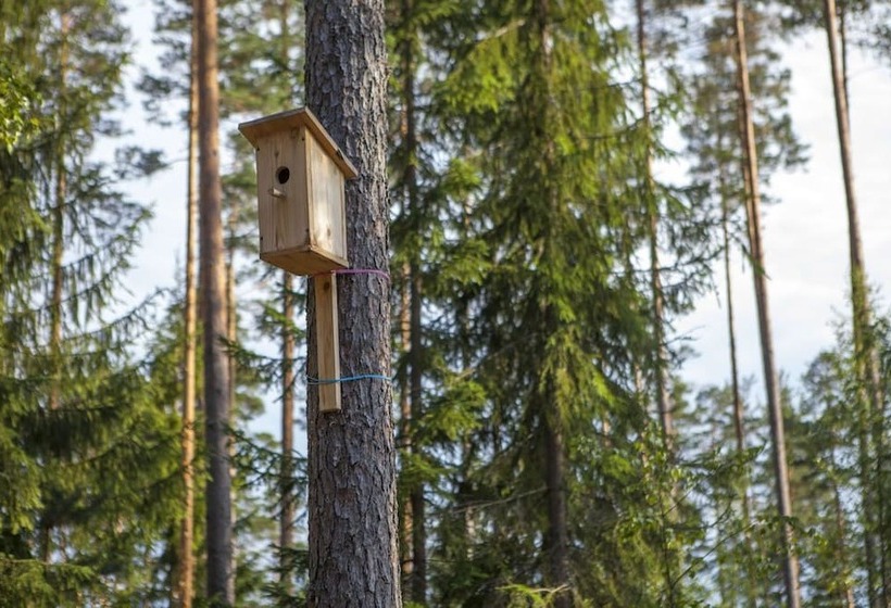Shishki Na Lampushke   Russkaya Derevnya