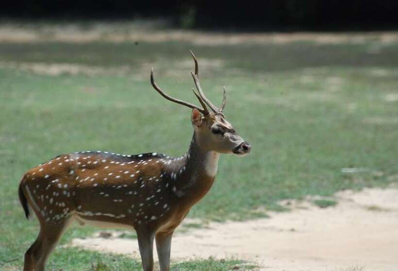 צימר L.l.tourist Inn & Safari Jeeps